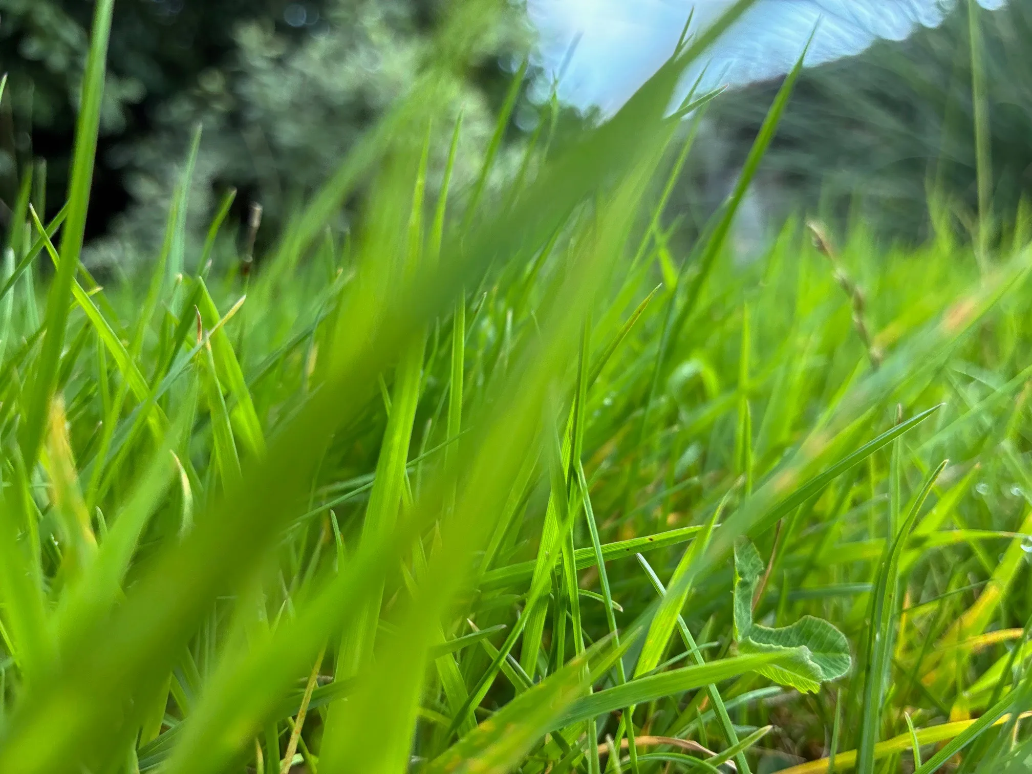 Gras IMG_2122