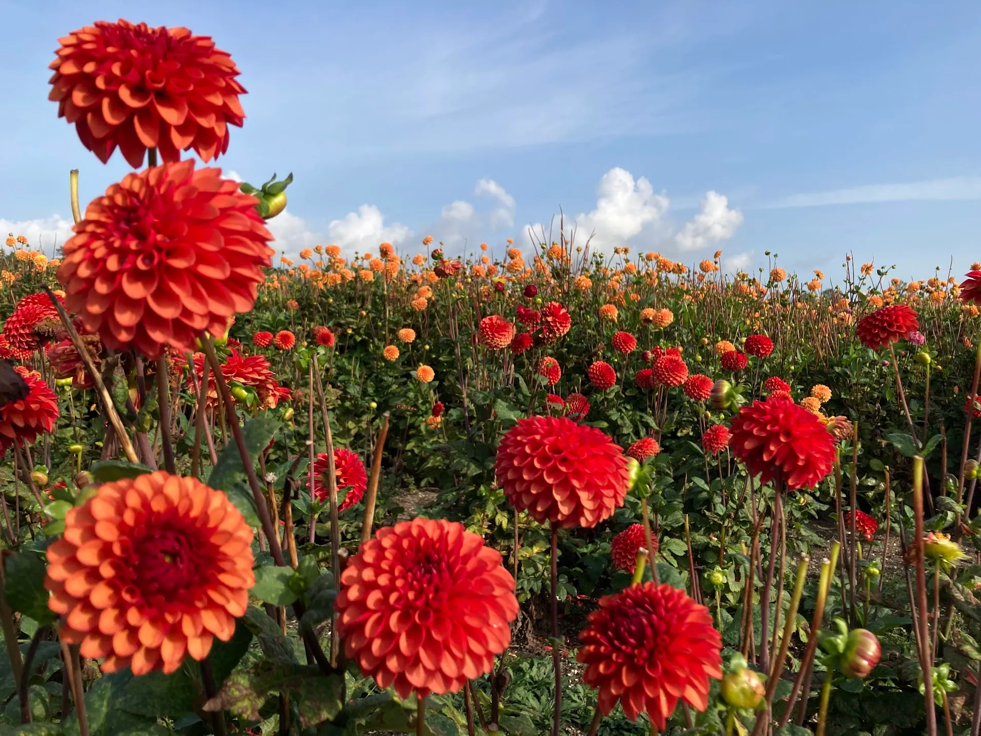 Dahlia IMG_5175