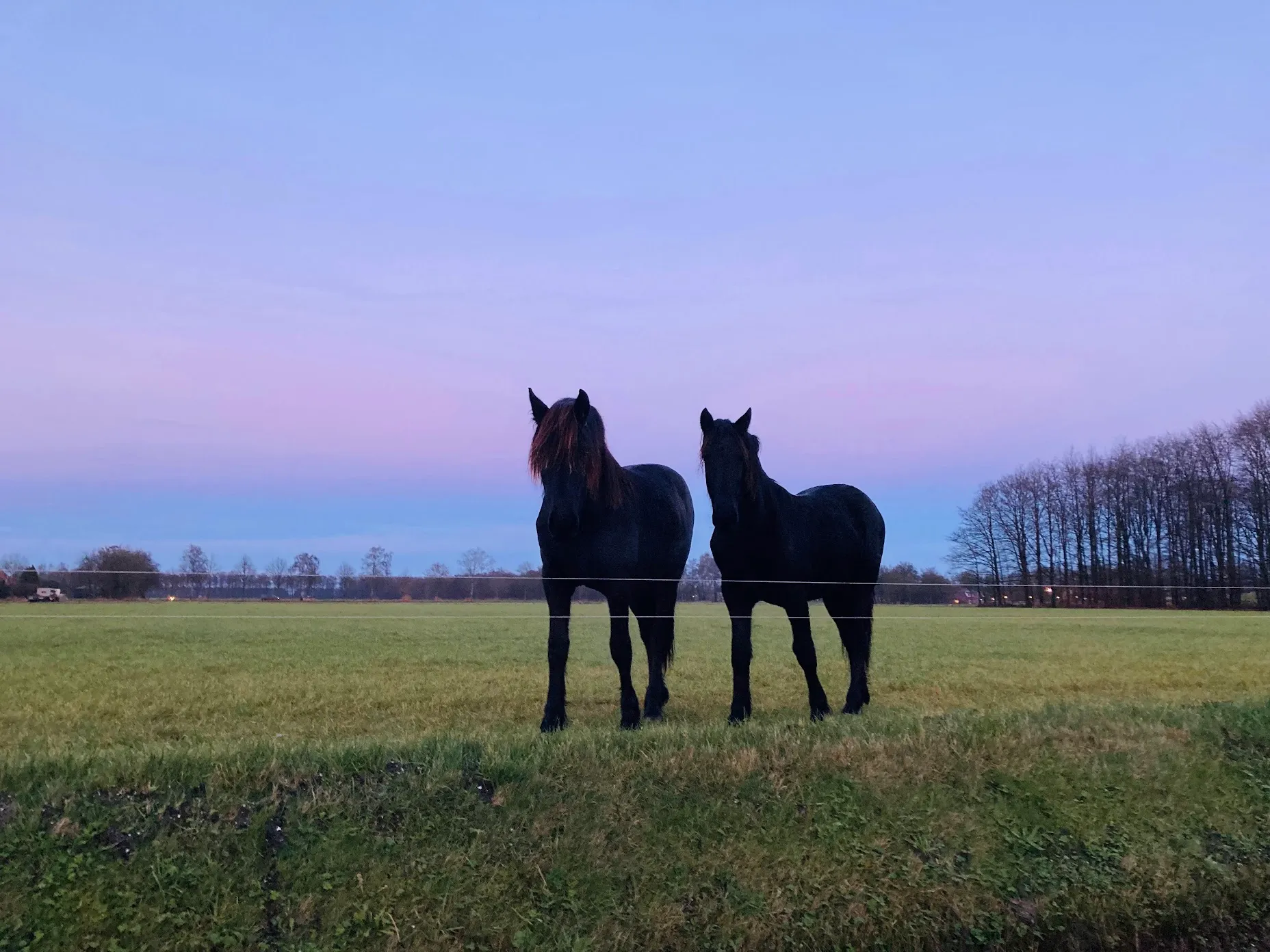 Paard IMG_7817