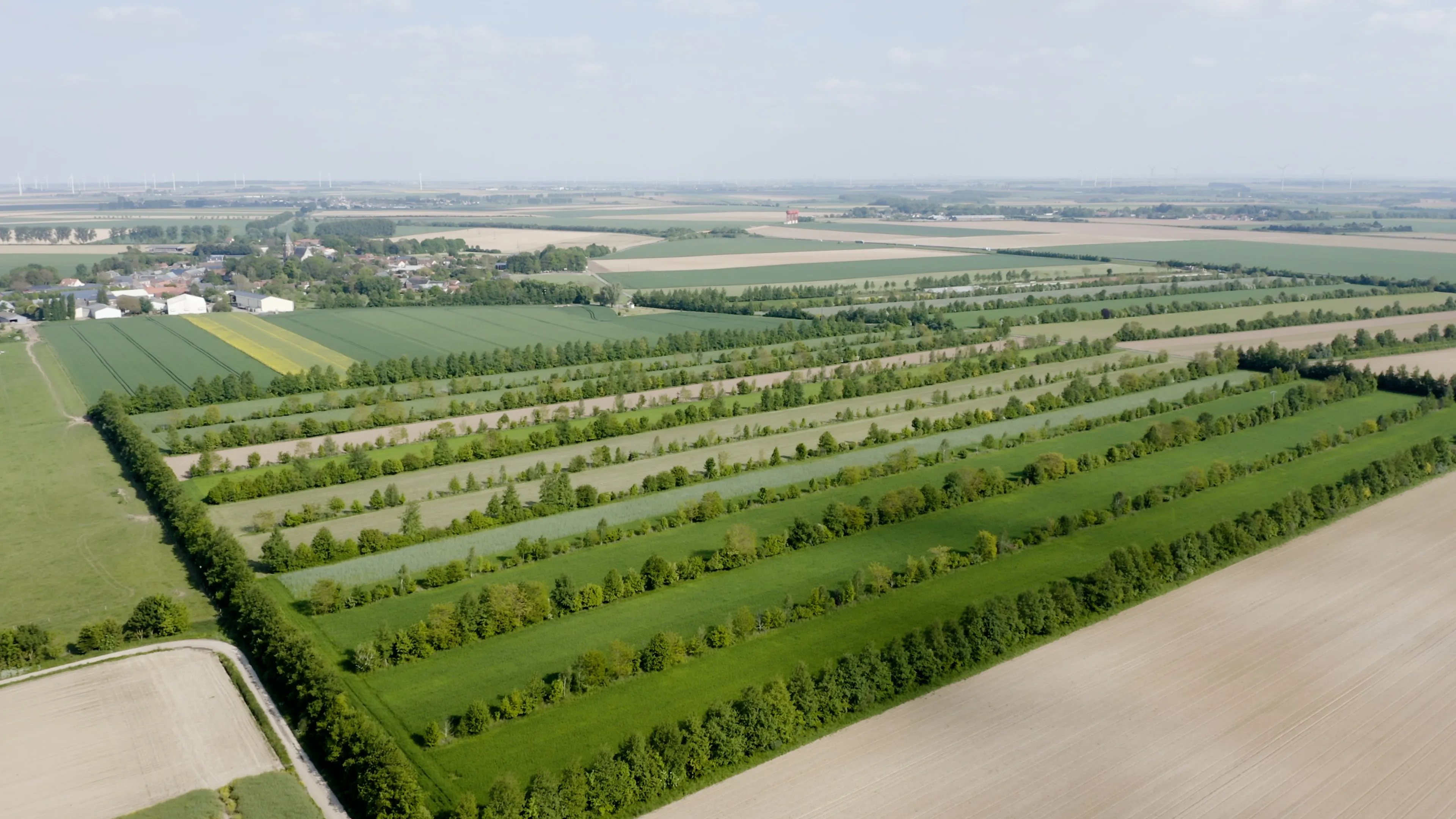 Agroforestry in de praktijk