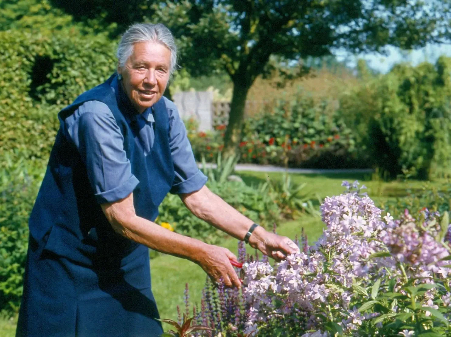 Mien_20_Ruys_20met_20_Campanula_20lactiflora_2_C_201978_c_20_Buro_20_Mien_20_Ruys_72f37a00cd