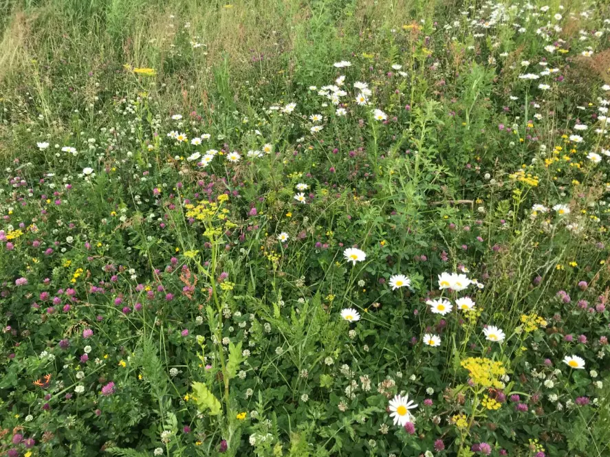 260827 Kruidenrijk gras Urgenda