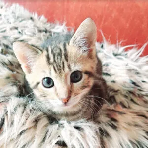 06en kitten9 300x300 1