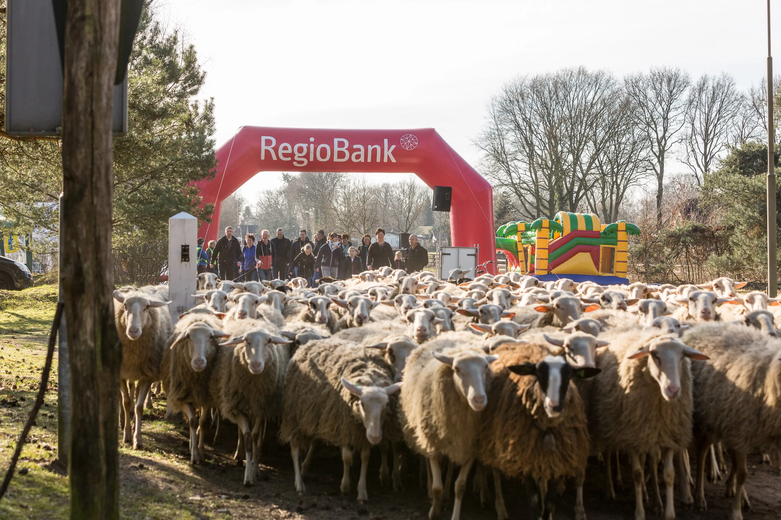 archieffoto schapendriftrun