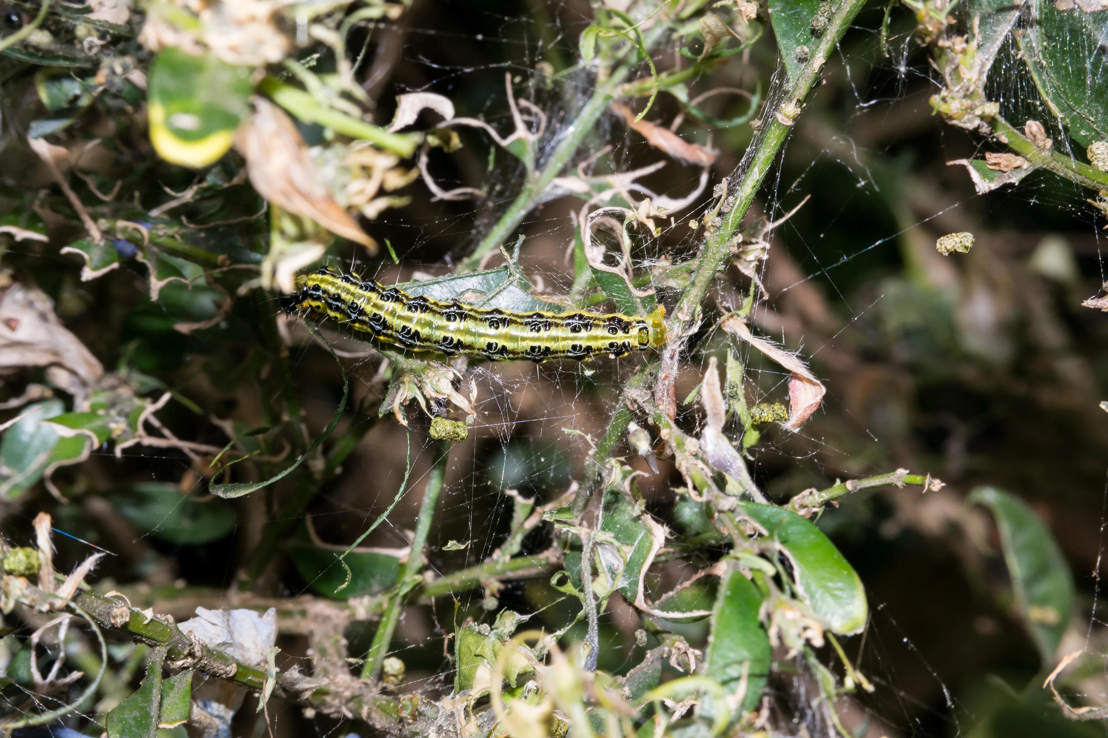 boxwood borer 762621