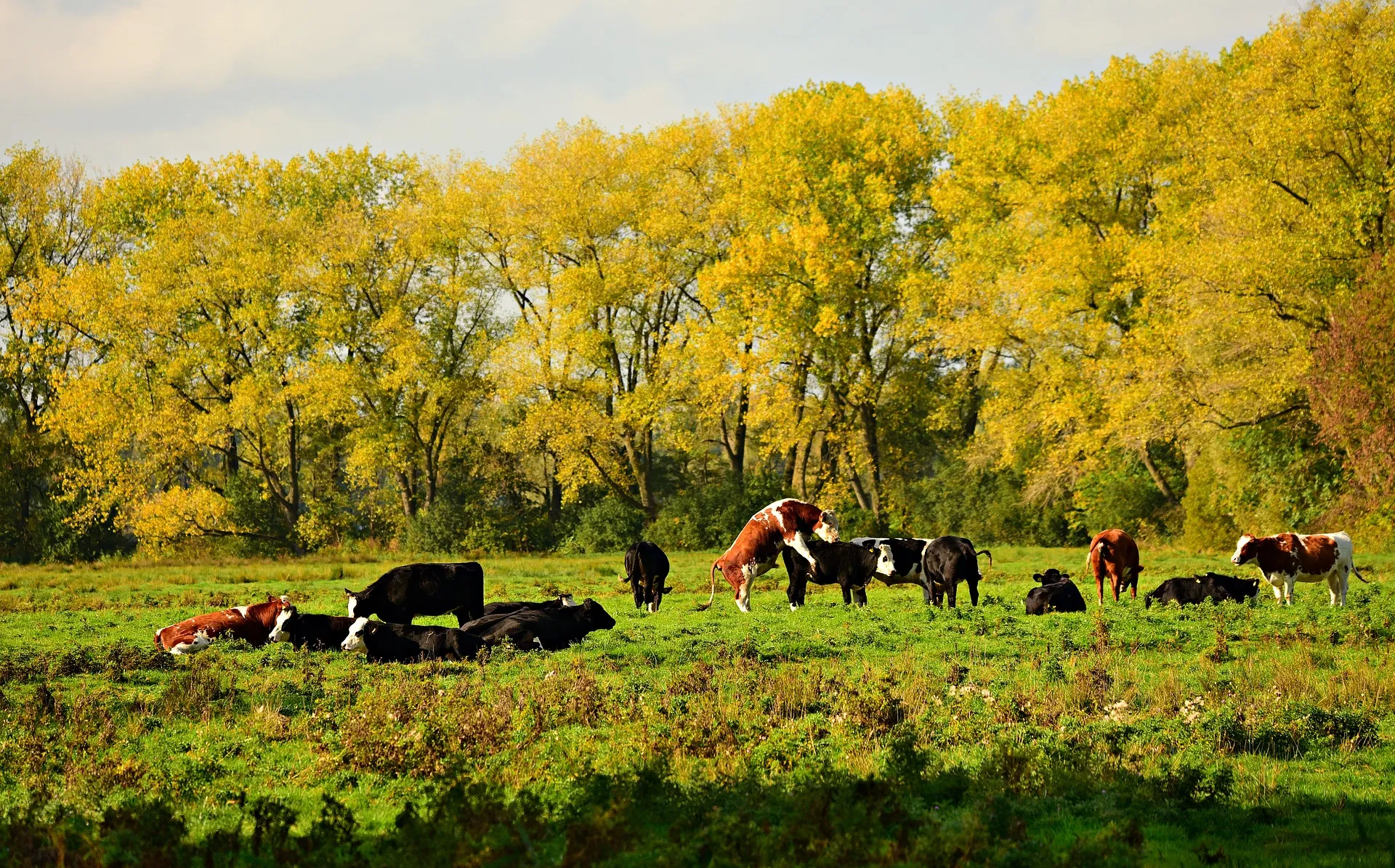 cattle 3812764 1920