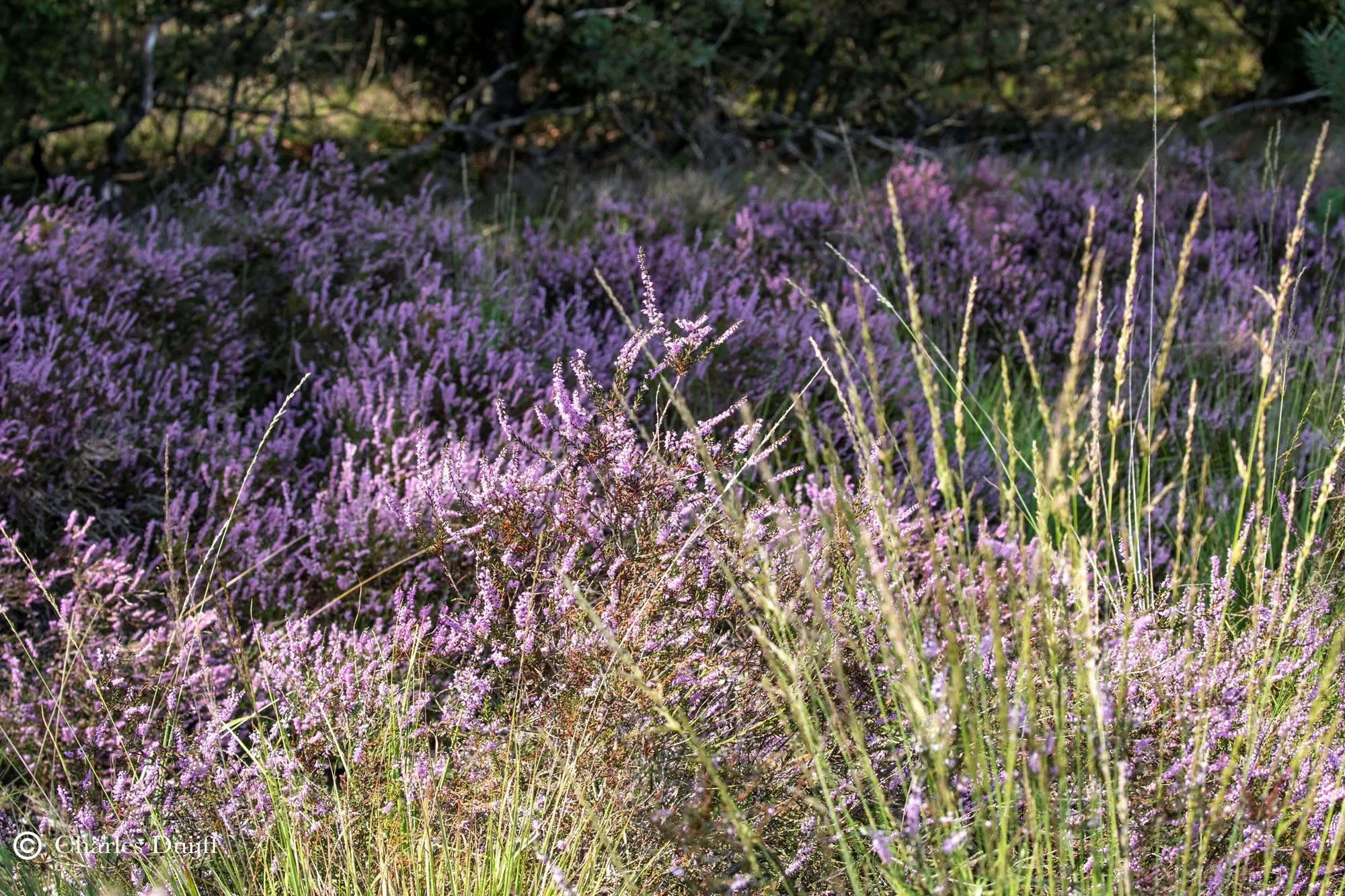 hei charles druijff 6