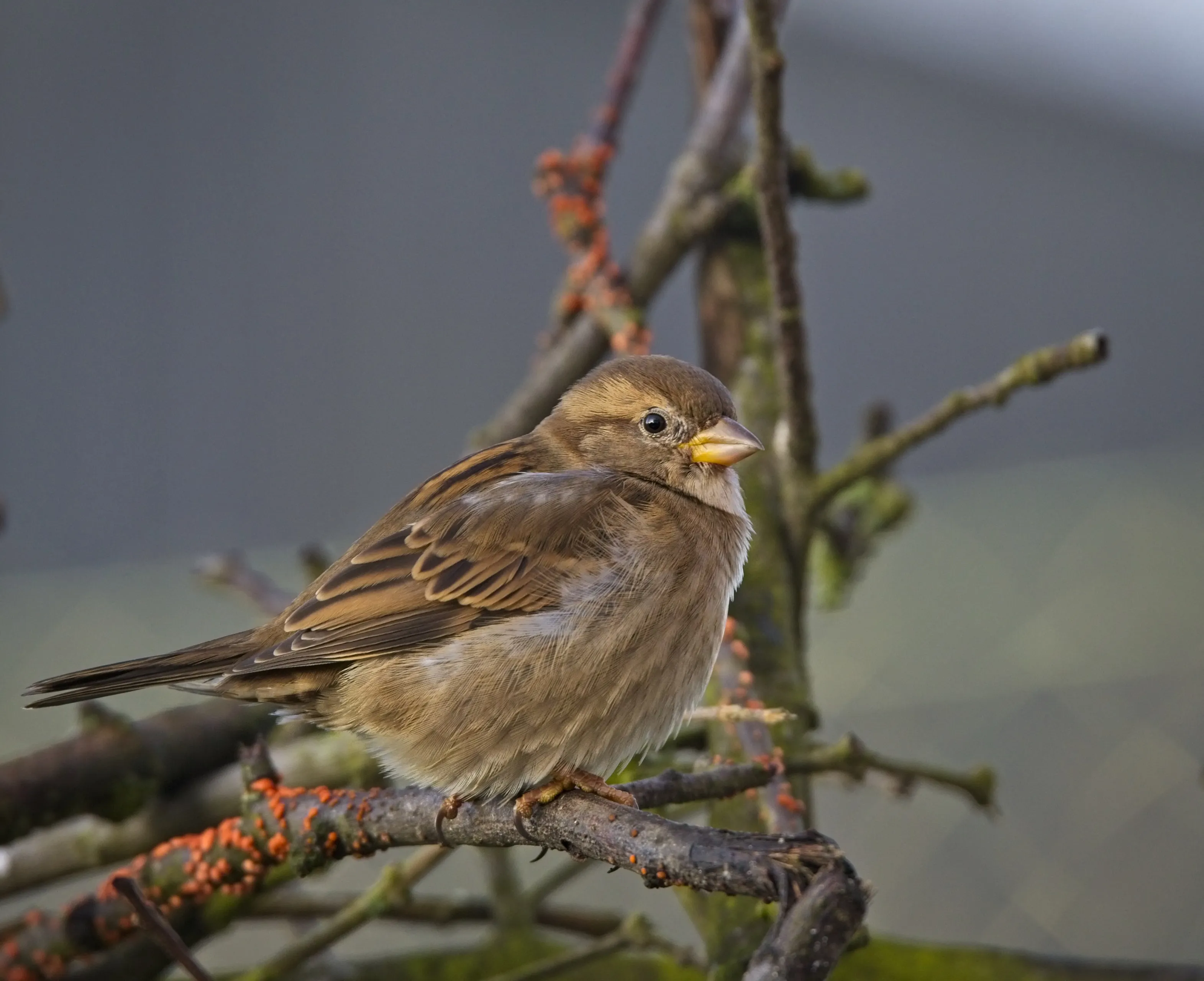 house sparrow 4121562