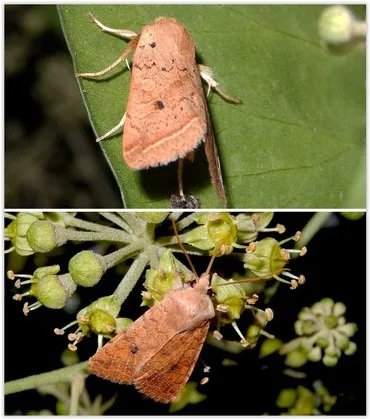 imagese visionnlnaturetodayimagesoptimized5f69463f ad28 4b0c 81b2 7e5f3e91abf4