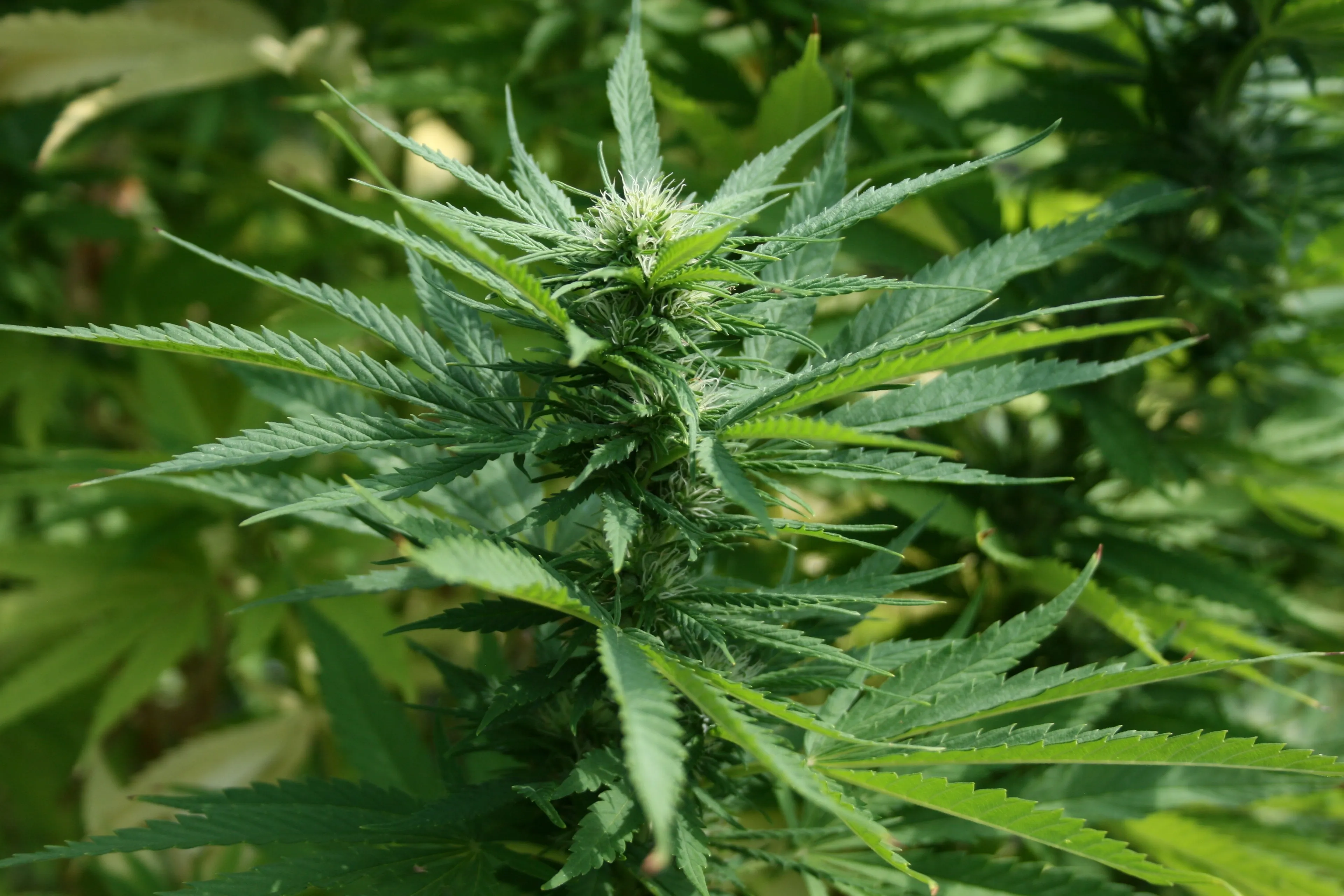 marijuana 1692939
