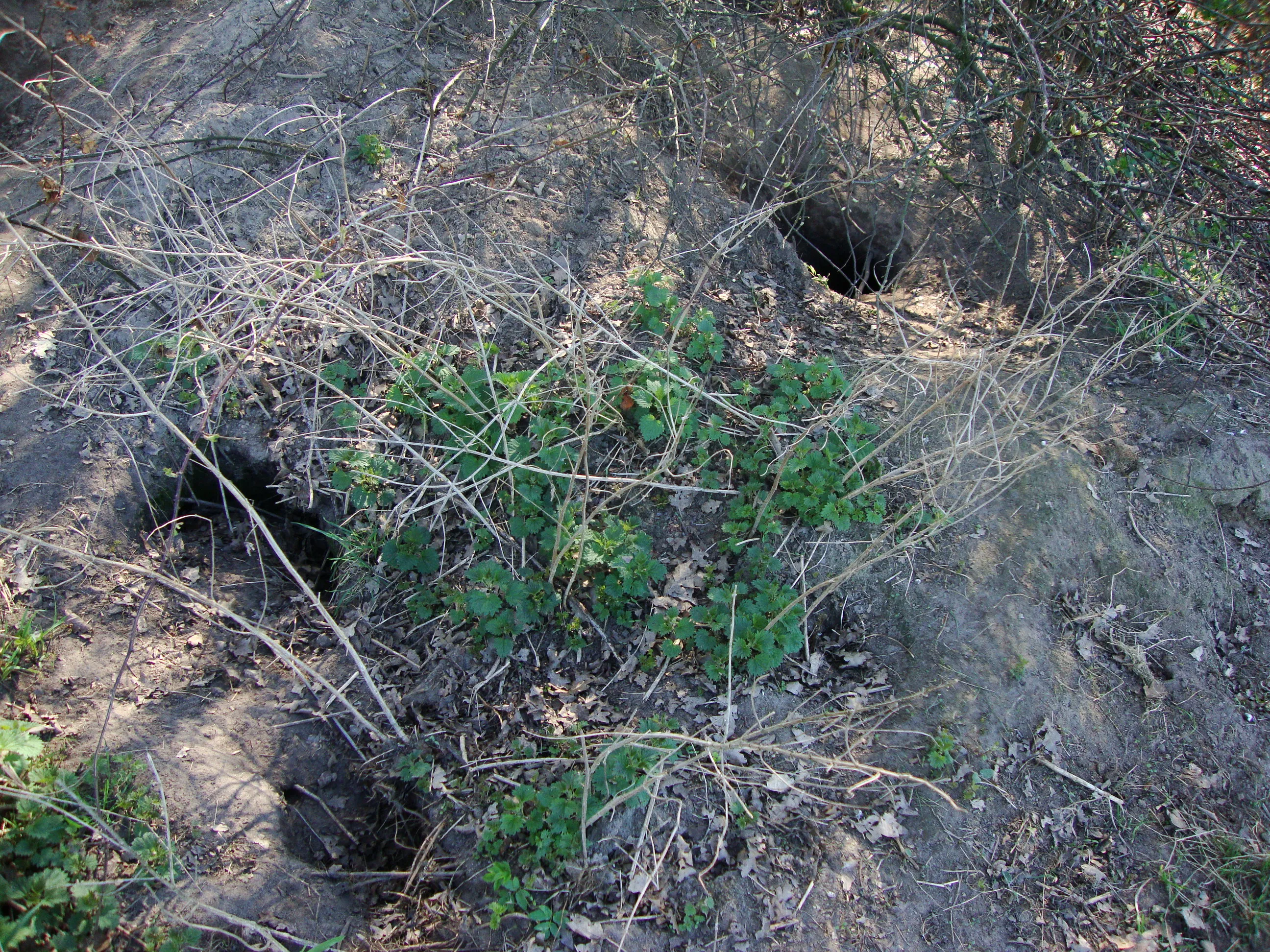 mill dassenburcht op landgoed tongelaar wikimedia cc0