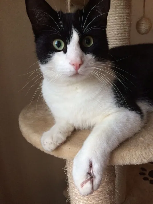 milo poot kogels schieten