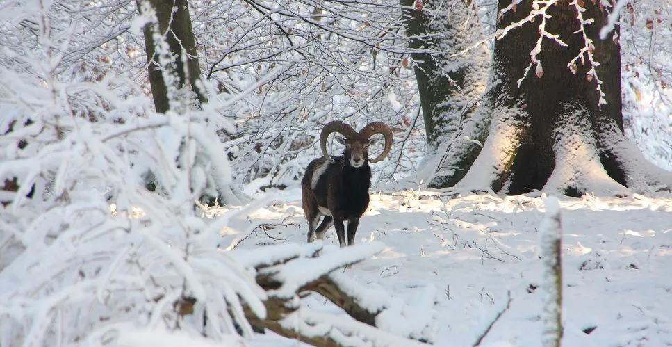 moeflon sneeuw cda nunspeet site