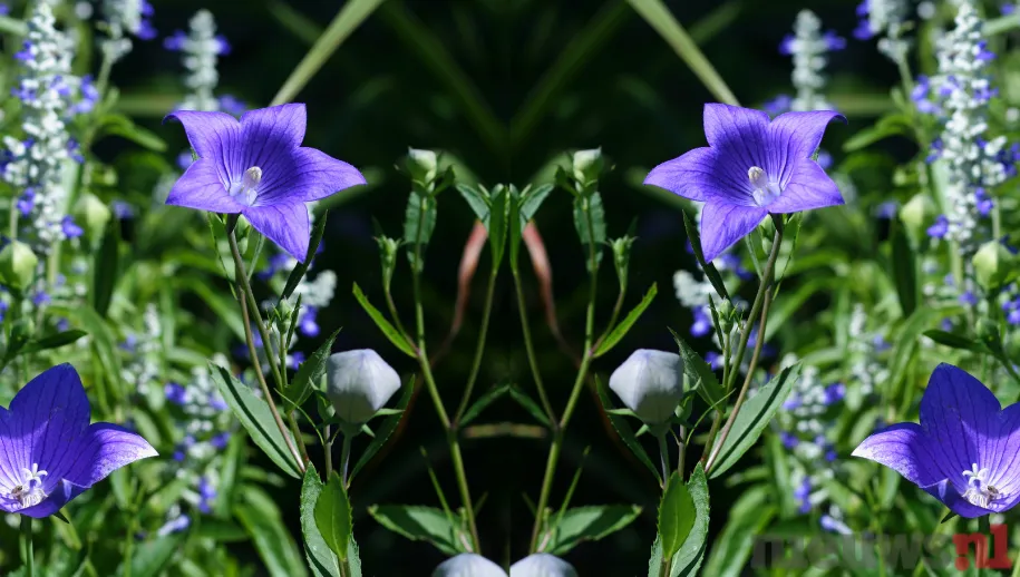 ontwerp zonder titel 49