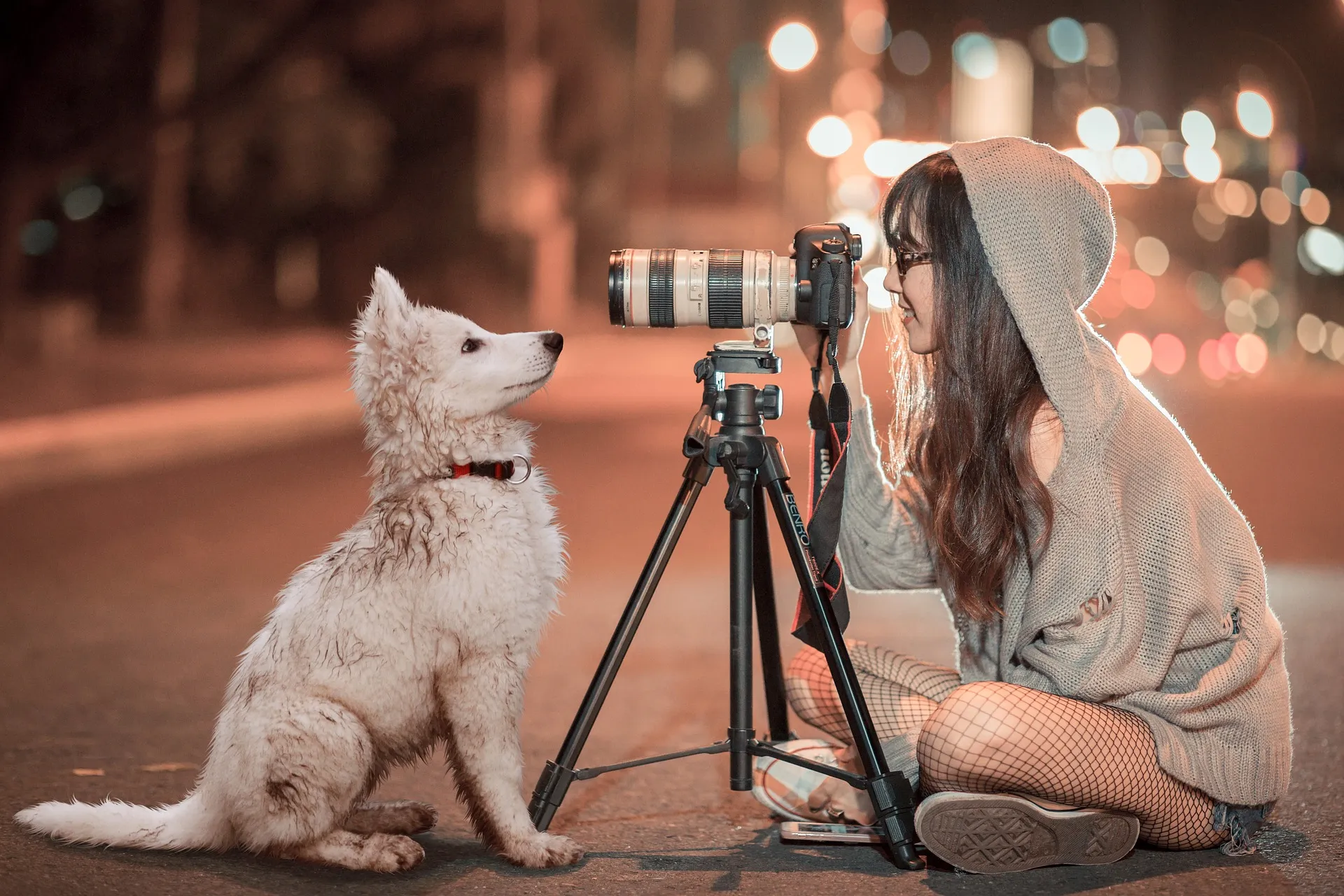 puppy 3688871 1920