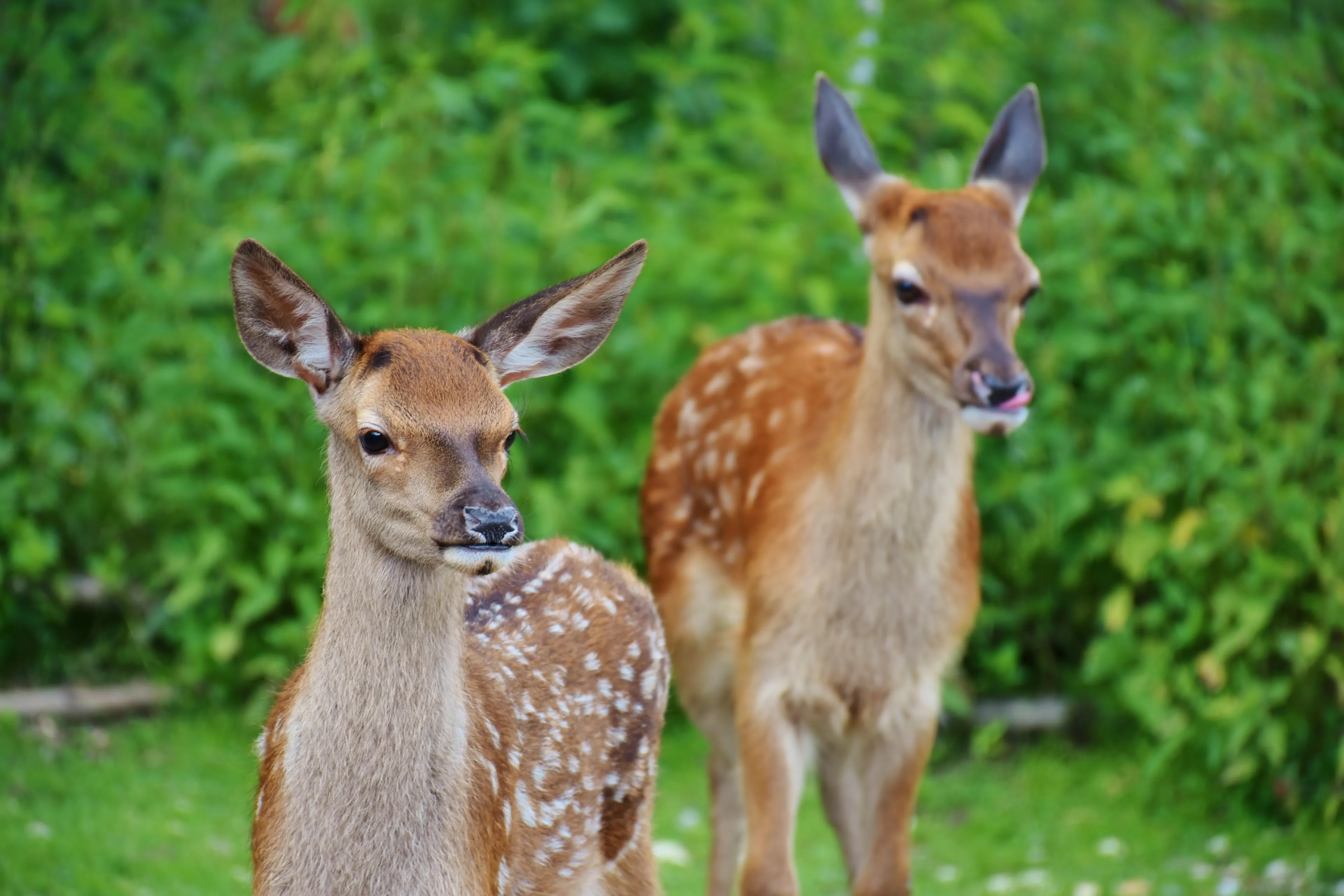 roe deer 1482712
