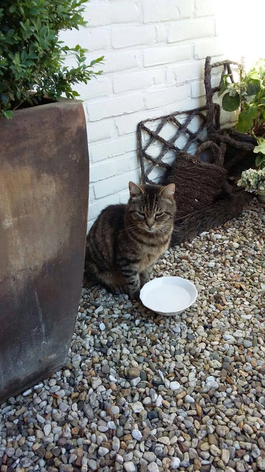 sylvana sunniva woods kat poes vermist