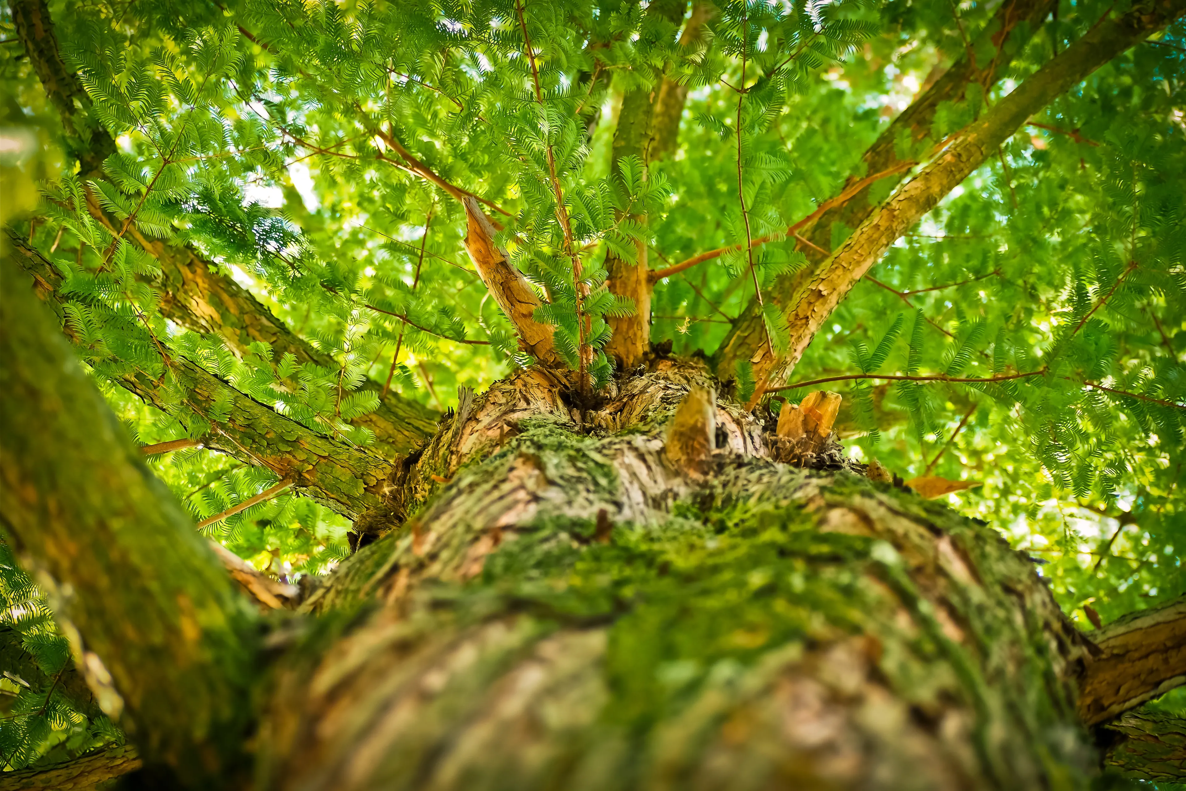 tree 1750784