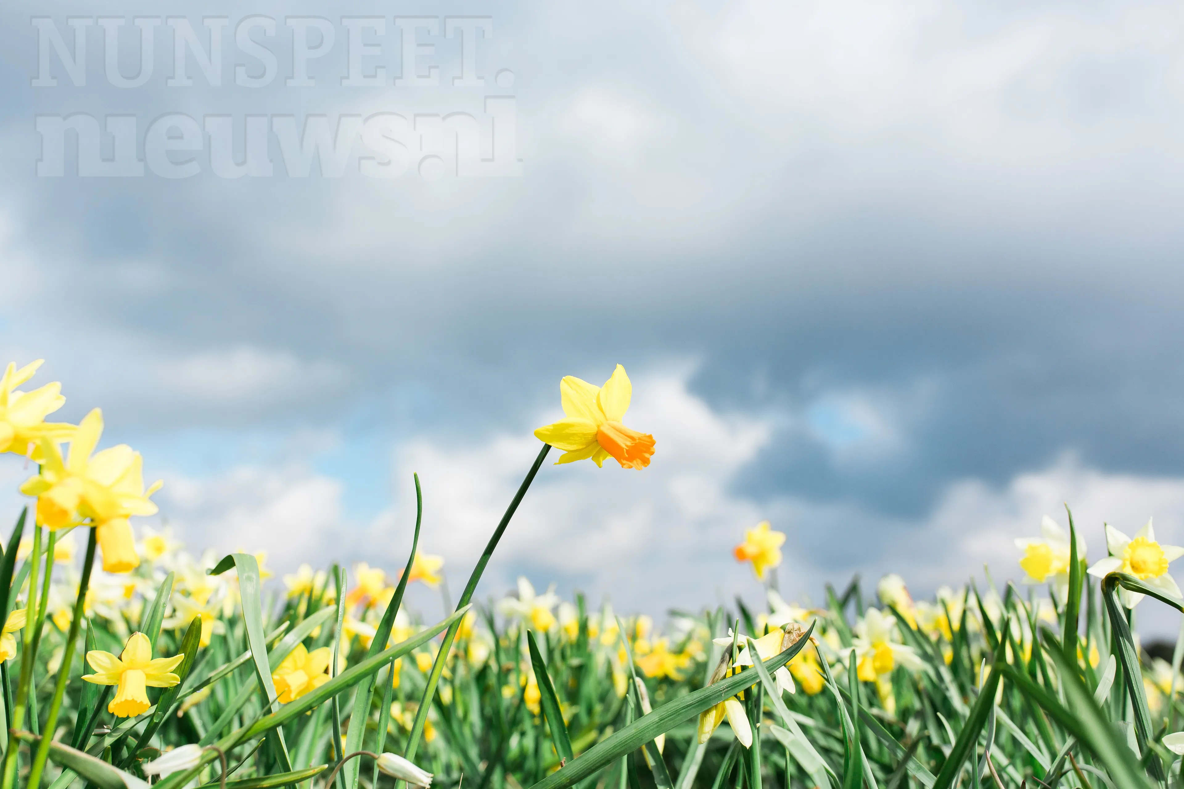 voorjaar narcis veld martin weijmer all in one fotografie w nnn