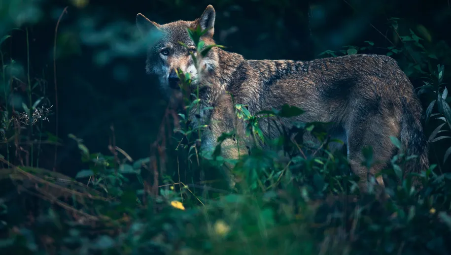 wolf
