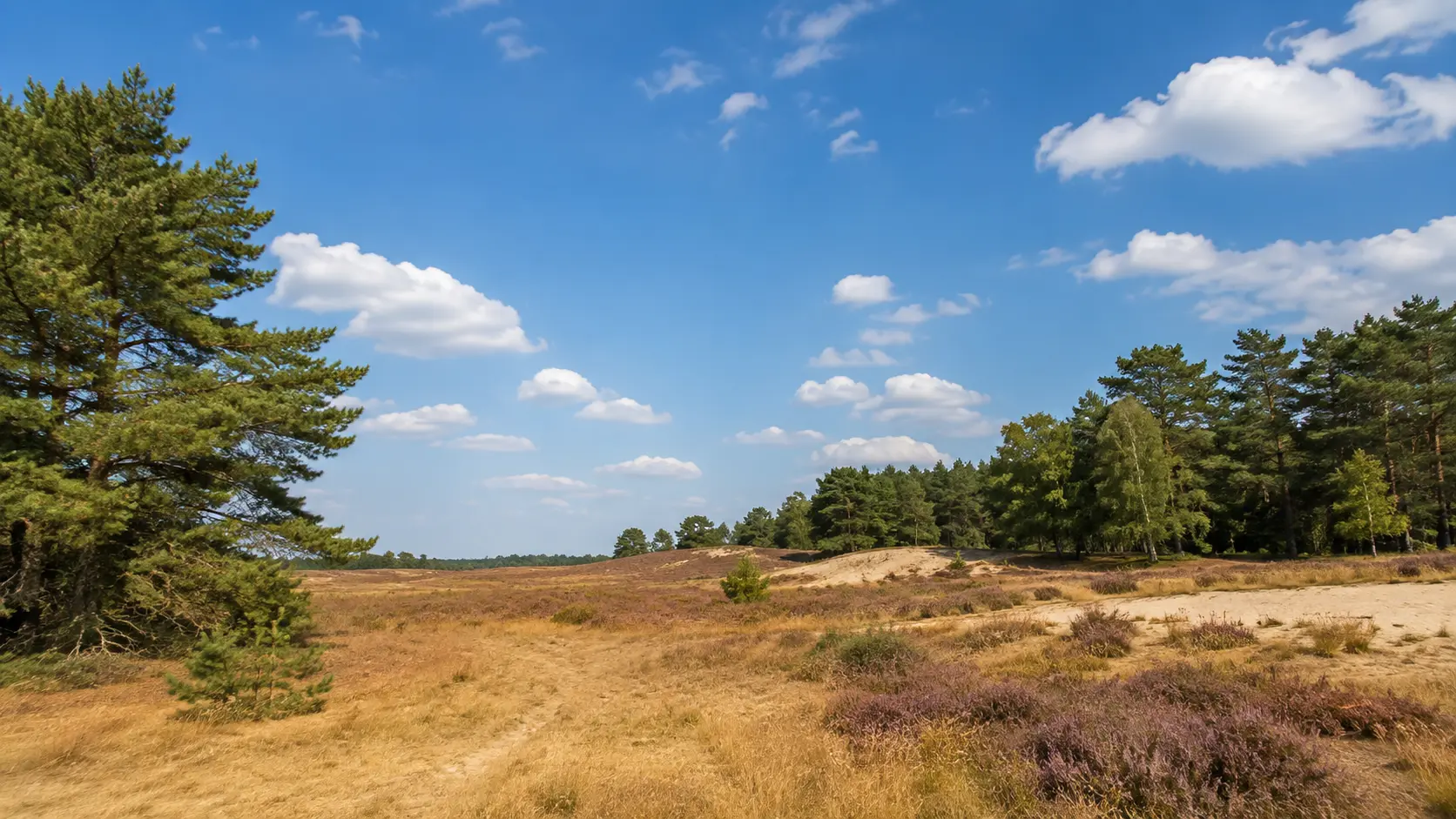 heide natuur weer