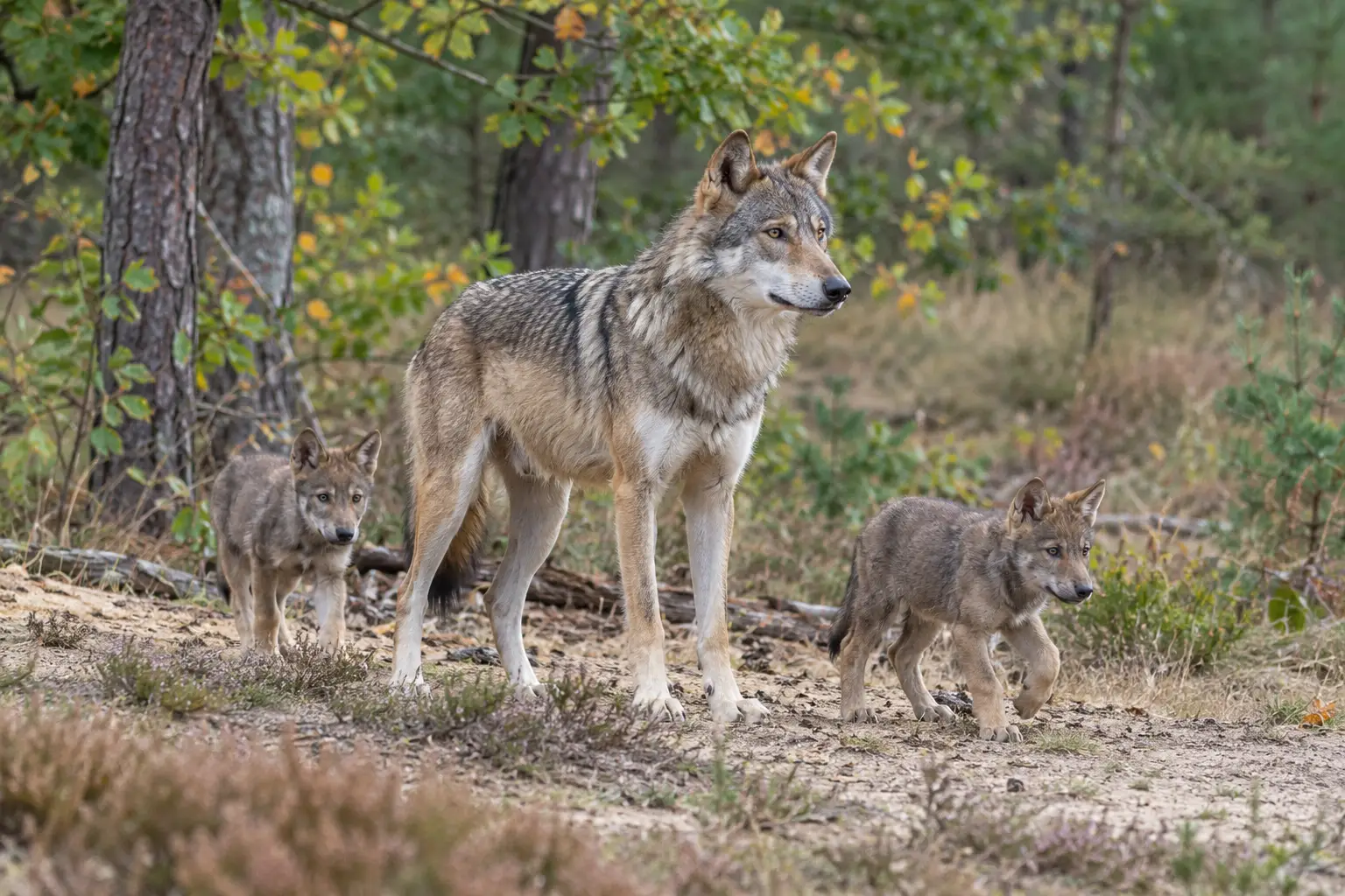 Realistisch AI-gegenereerd beeld van een wolf en twee welpen aan de rand van een bos.