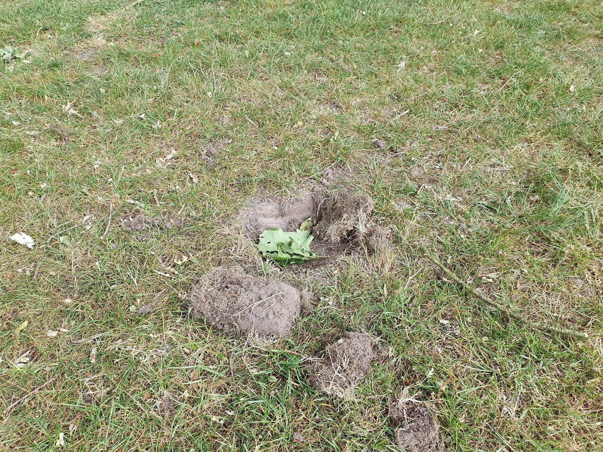 100530284 1795220383953503 2112802603128586240 o