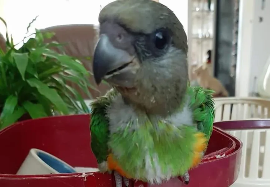 117861085 3278337462222242 5689709780019210838 n