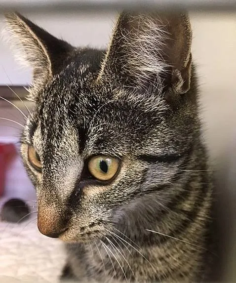 41305922 1796363177143176 5613271481321521152 n