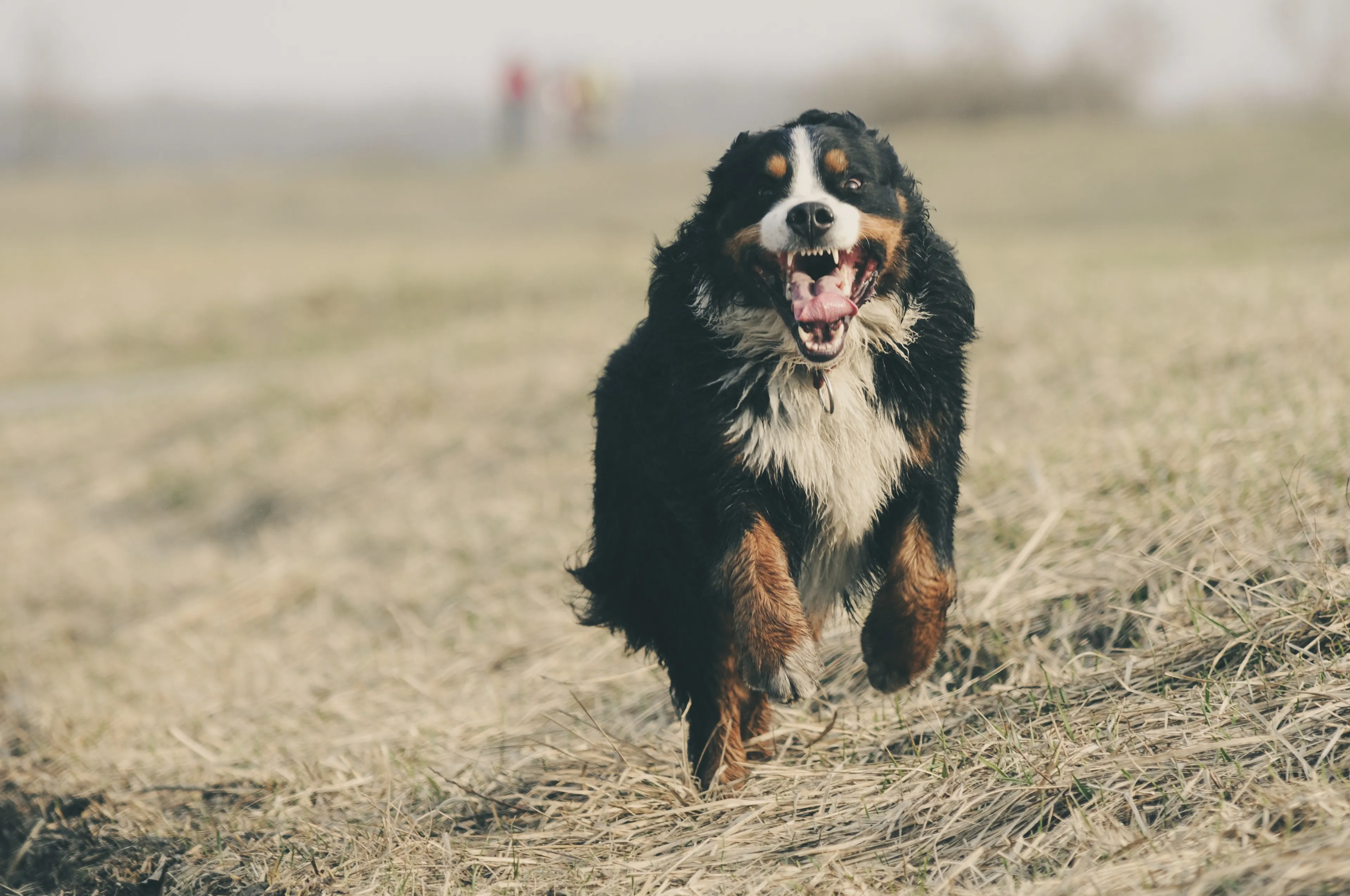 adorable animal berner sennen 290214