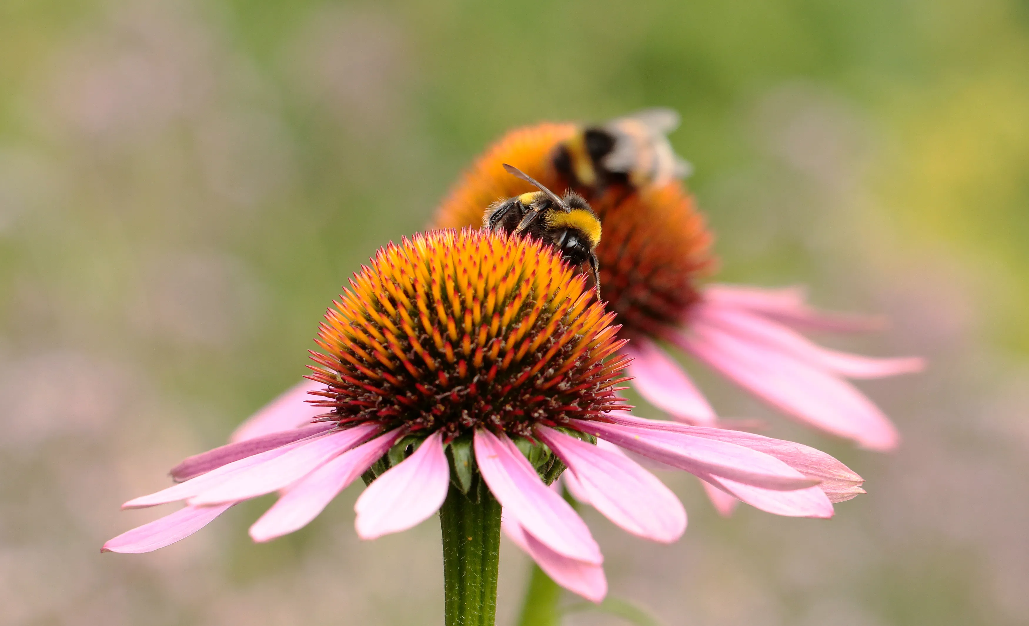 bloemenlint tineke spijker