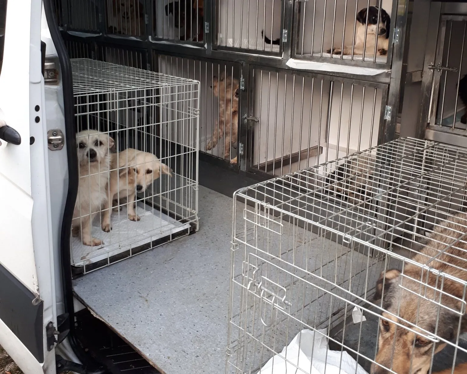 dierentransport e1569674273861