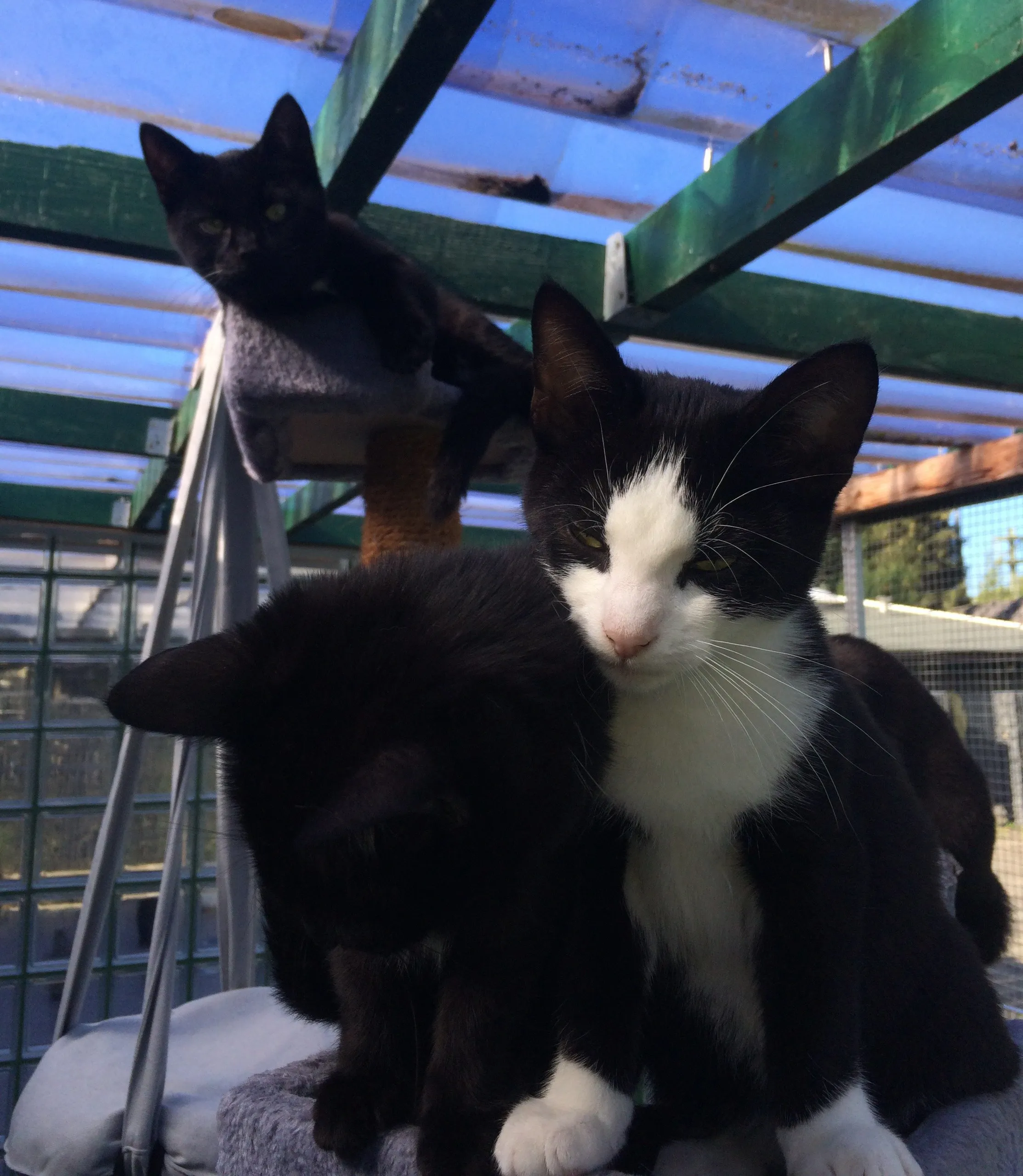 katten3 e1538376426377