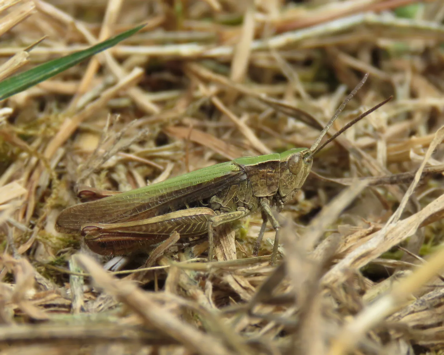 weidesprinkhaan fotograaf mark zekhuis