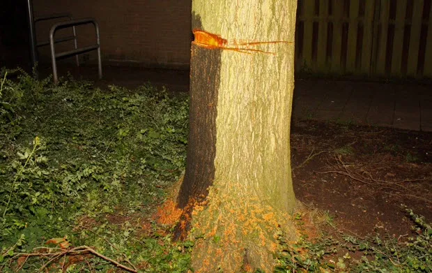 bclxb9ez0vkidcbwhlzyfbb28 boomappelaar1