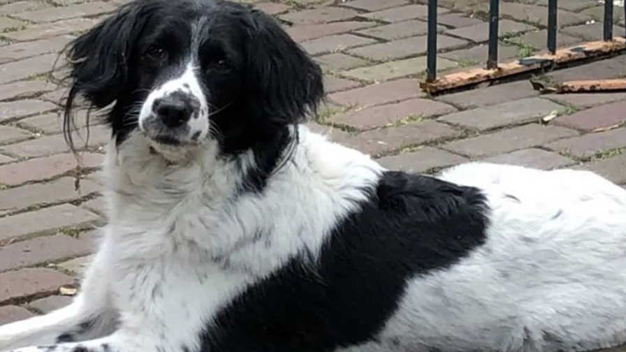 hond vermist
