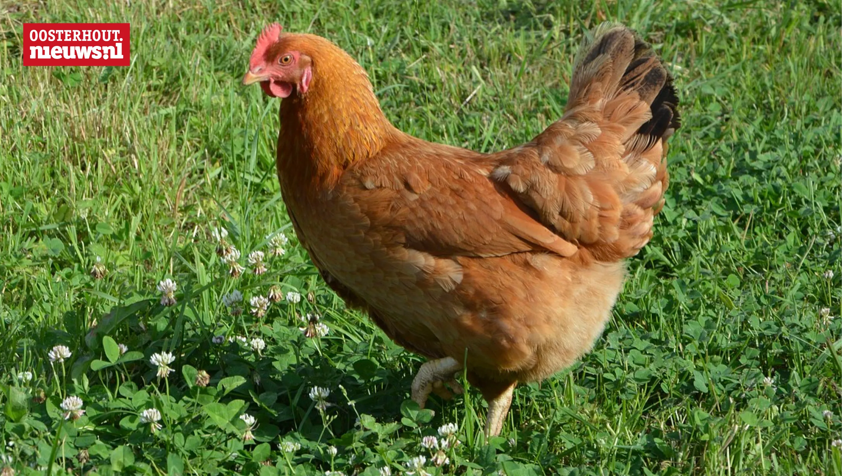 kip hen