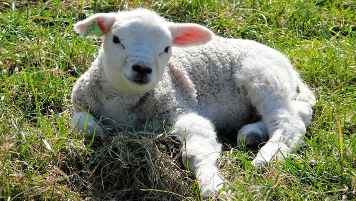 lammetje