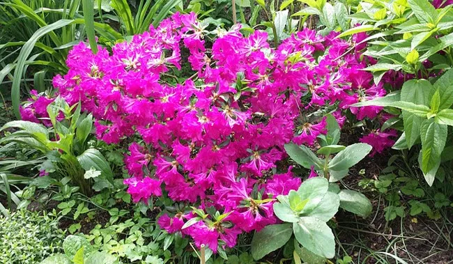 z379rjz1kj3epeavppvhak2iw heester