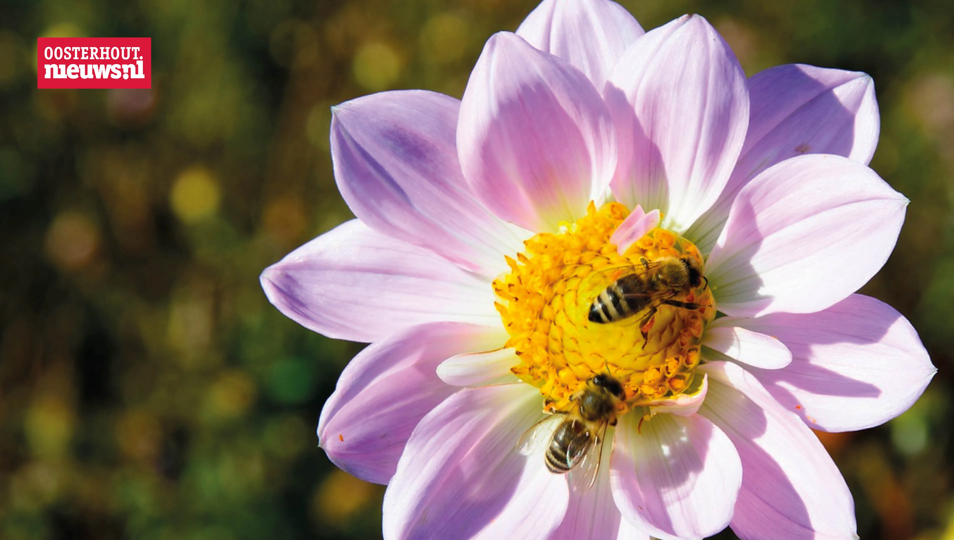 bijen bloem