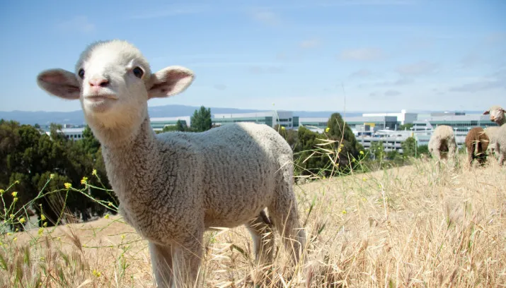 hq schaap lam yahoo inc cc by 20 715x408