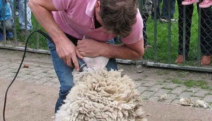 schapen scheren