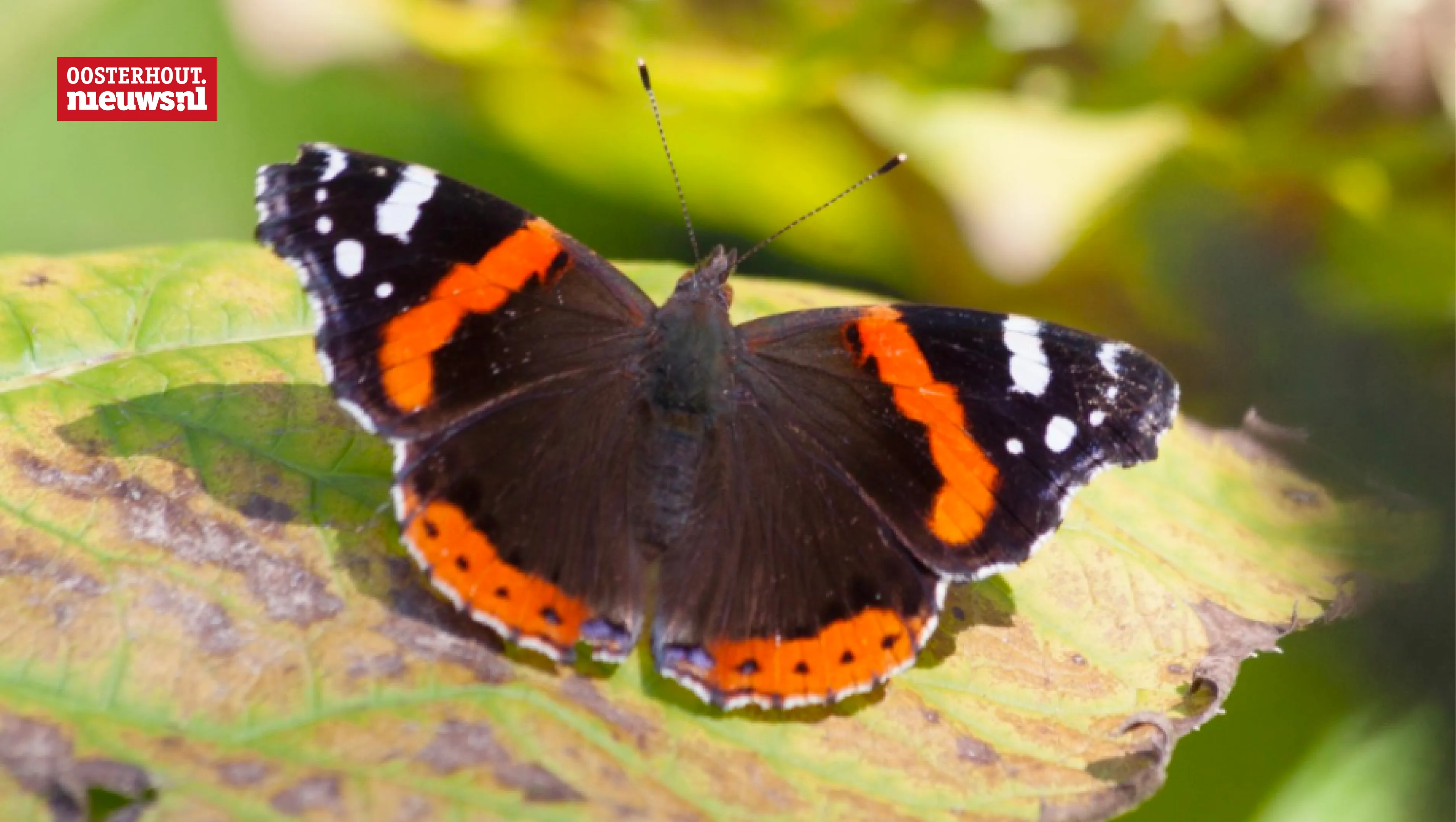 atalanta vlinder