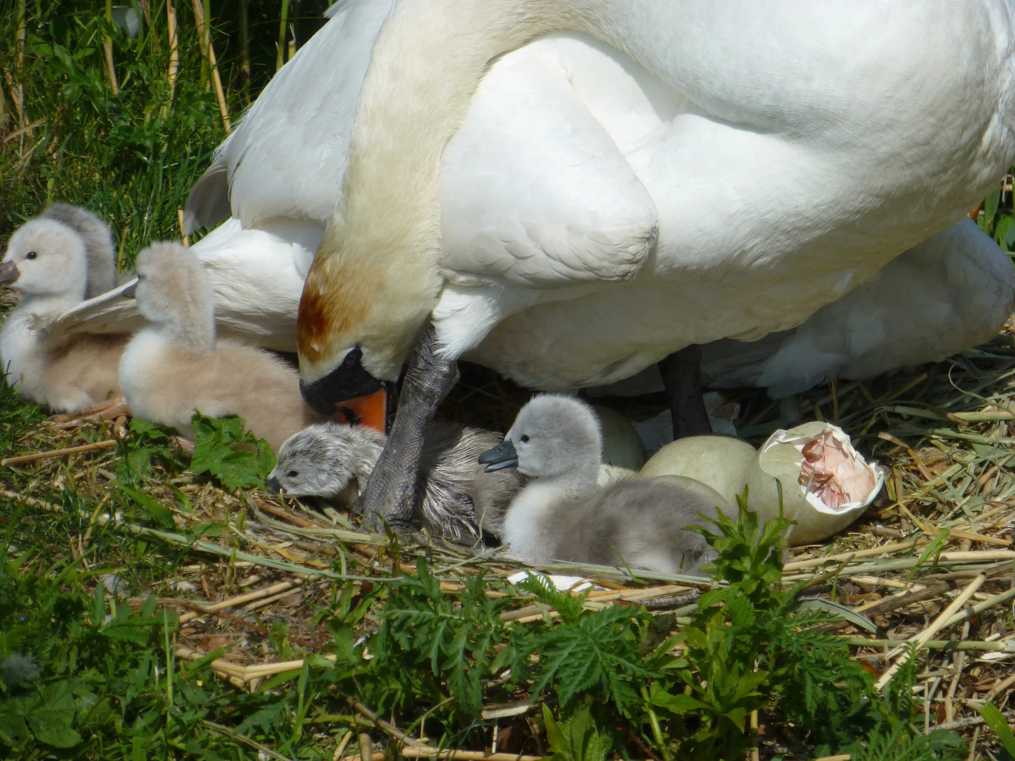 aumhpy4yg1ogfrki91zsc4h12 p1220749