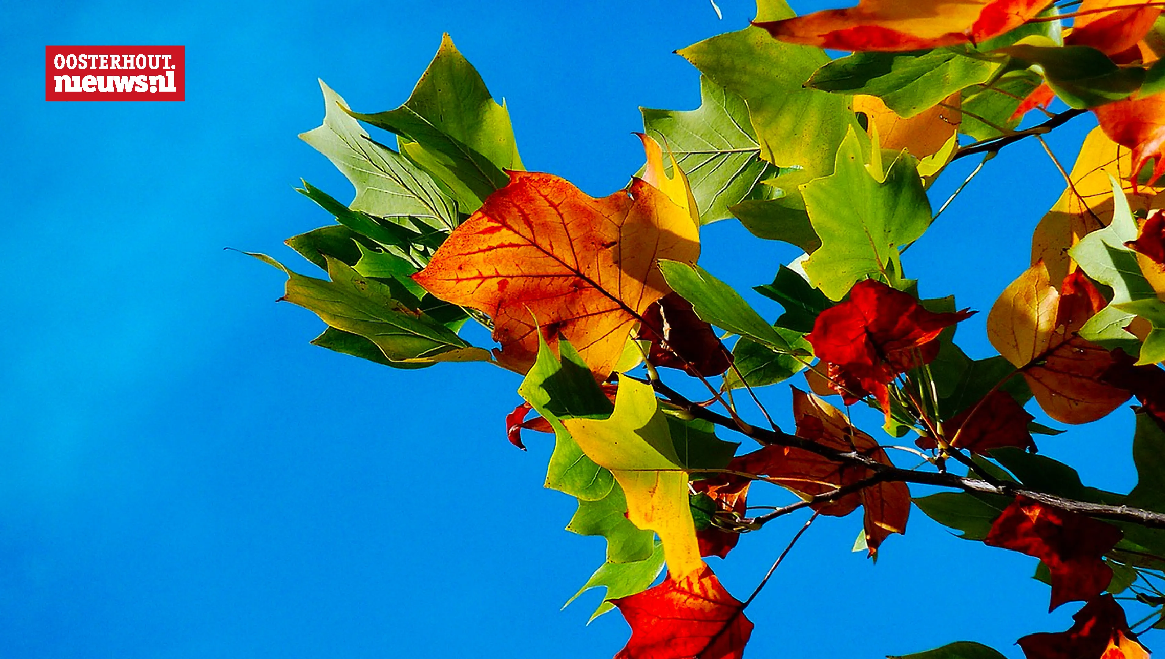 bladeren boom herfst