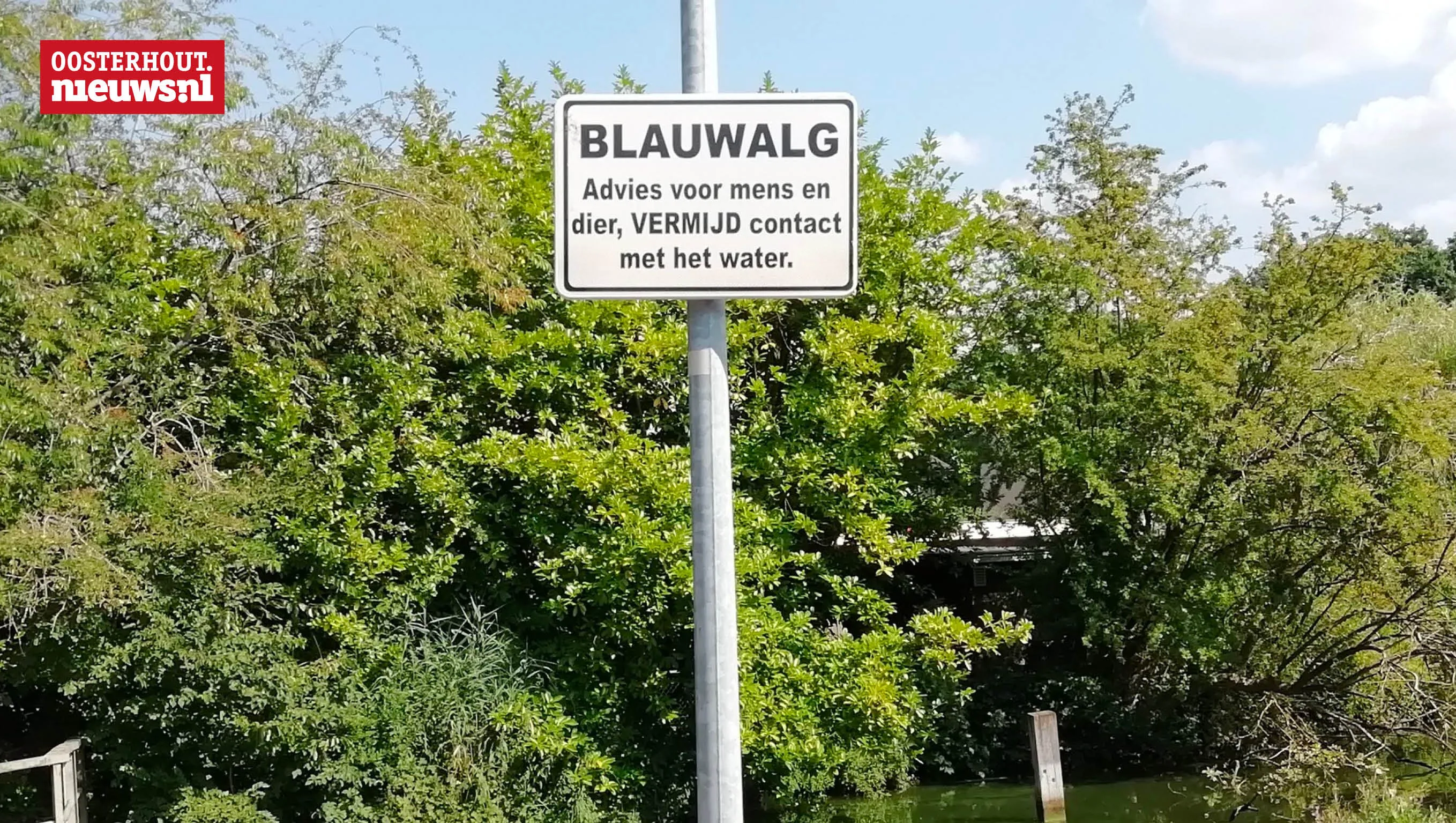 blauwalg