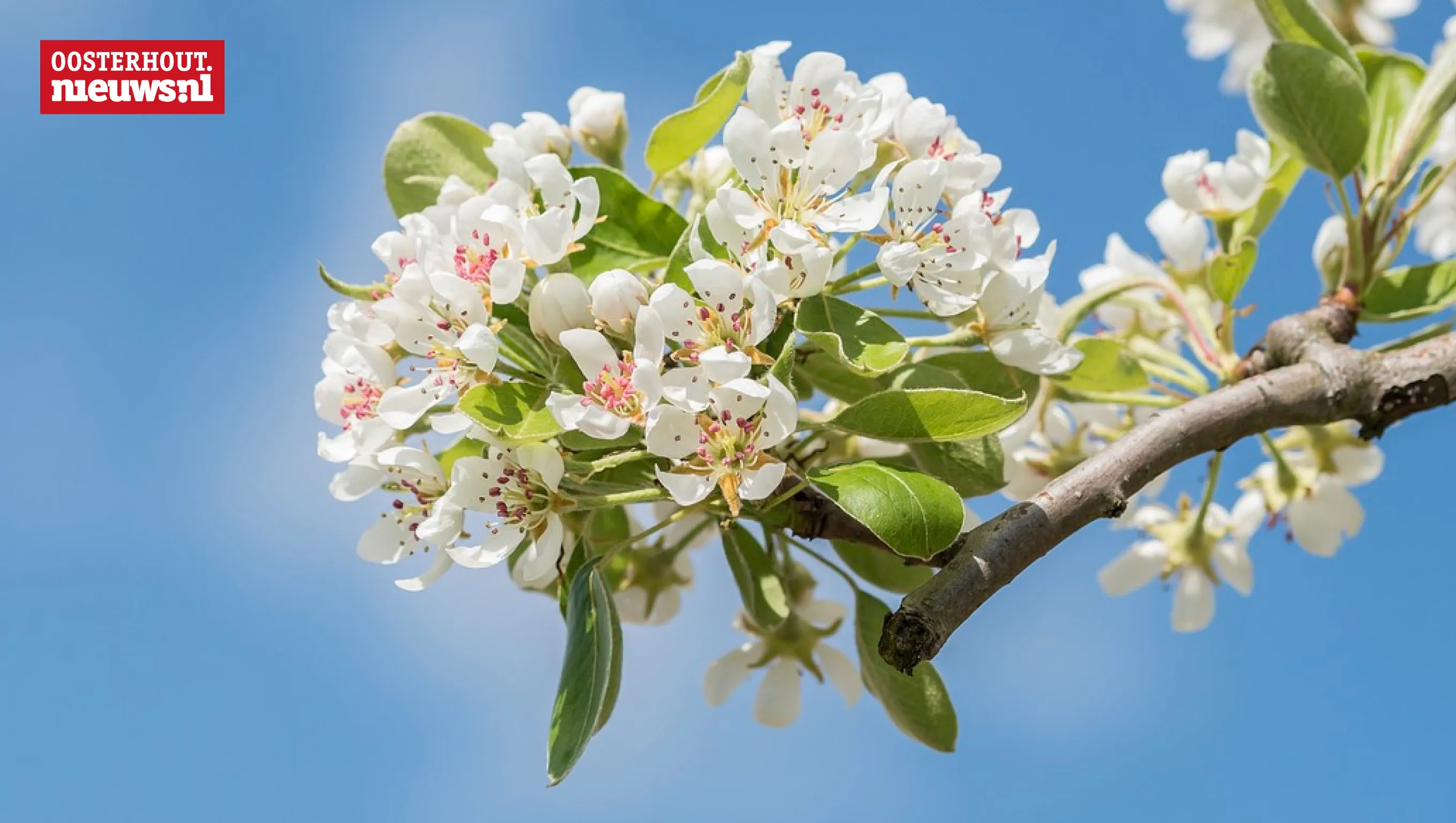 bloesem