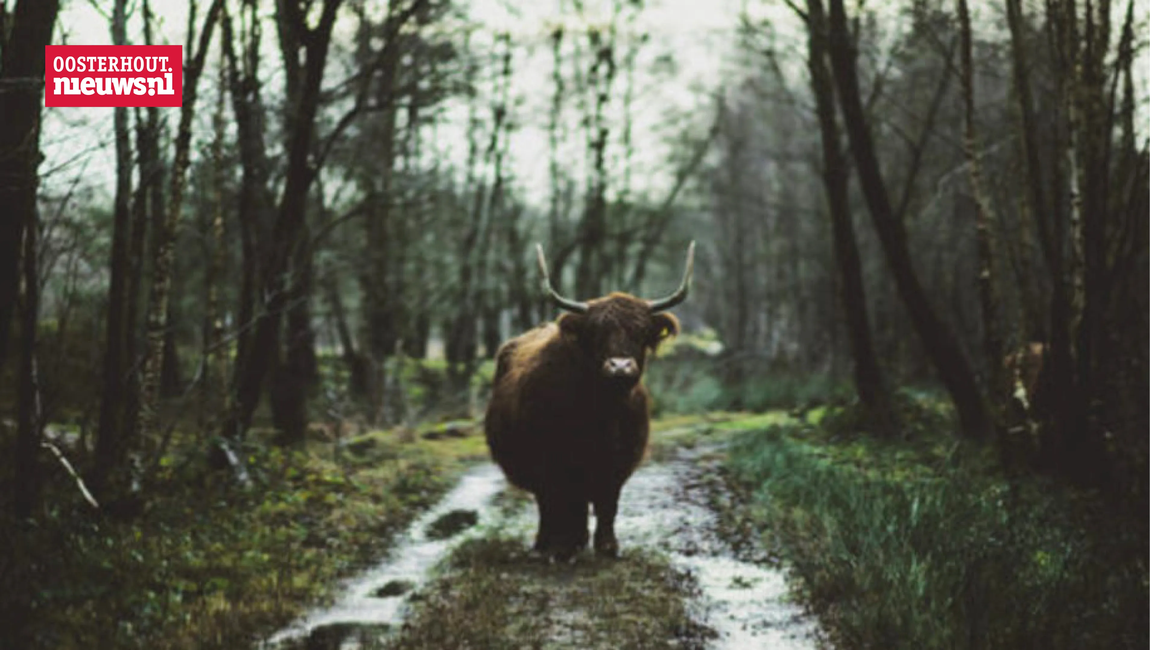 boswachter schotse hooglander