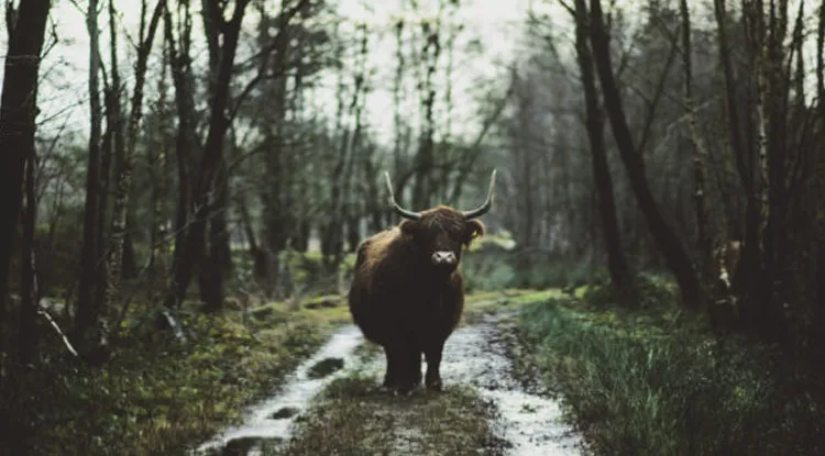 boswachterij dorst schotse hooglander