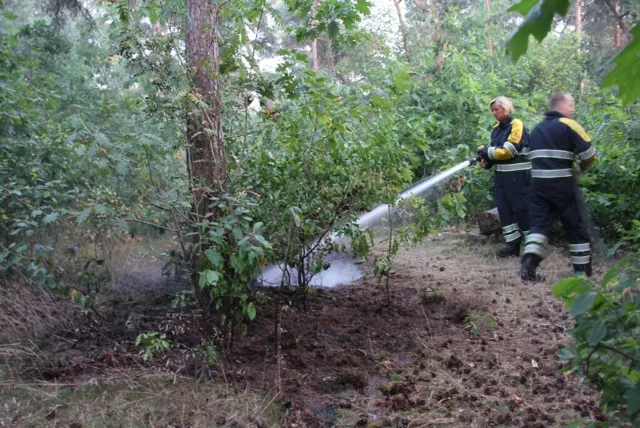 c9nddng6s6uo61drflg8fv64v image 11 5